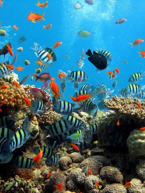 Thai seaworld with fish screenshot #1 480x640