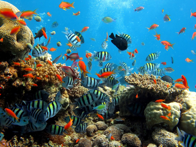 Fondo de pantalla Thai seaworld with fish 640x480