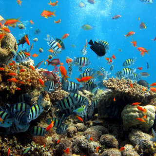 Thai seaworld with fish - Fondos de pantalla gratis para iPad