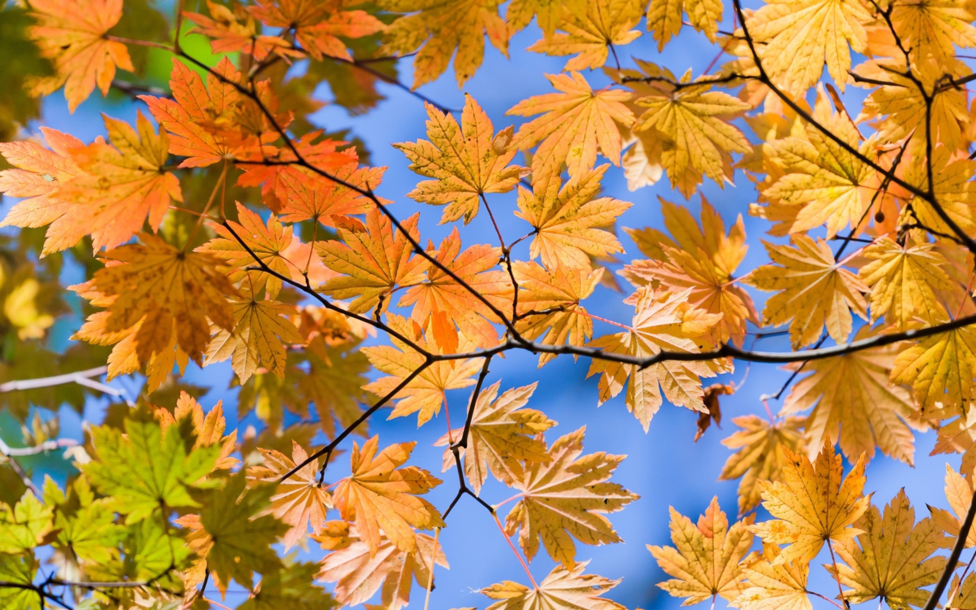 Autumn Leaves And Blue Sky wallpaper 1920x1200
