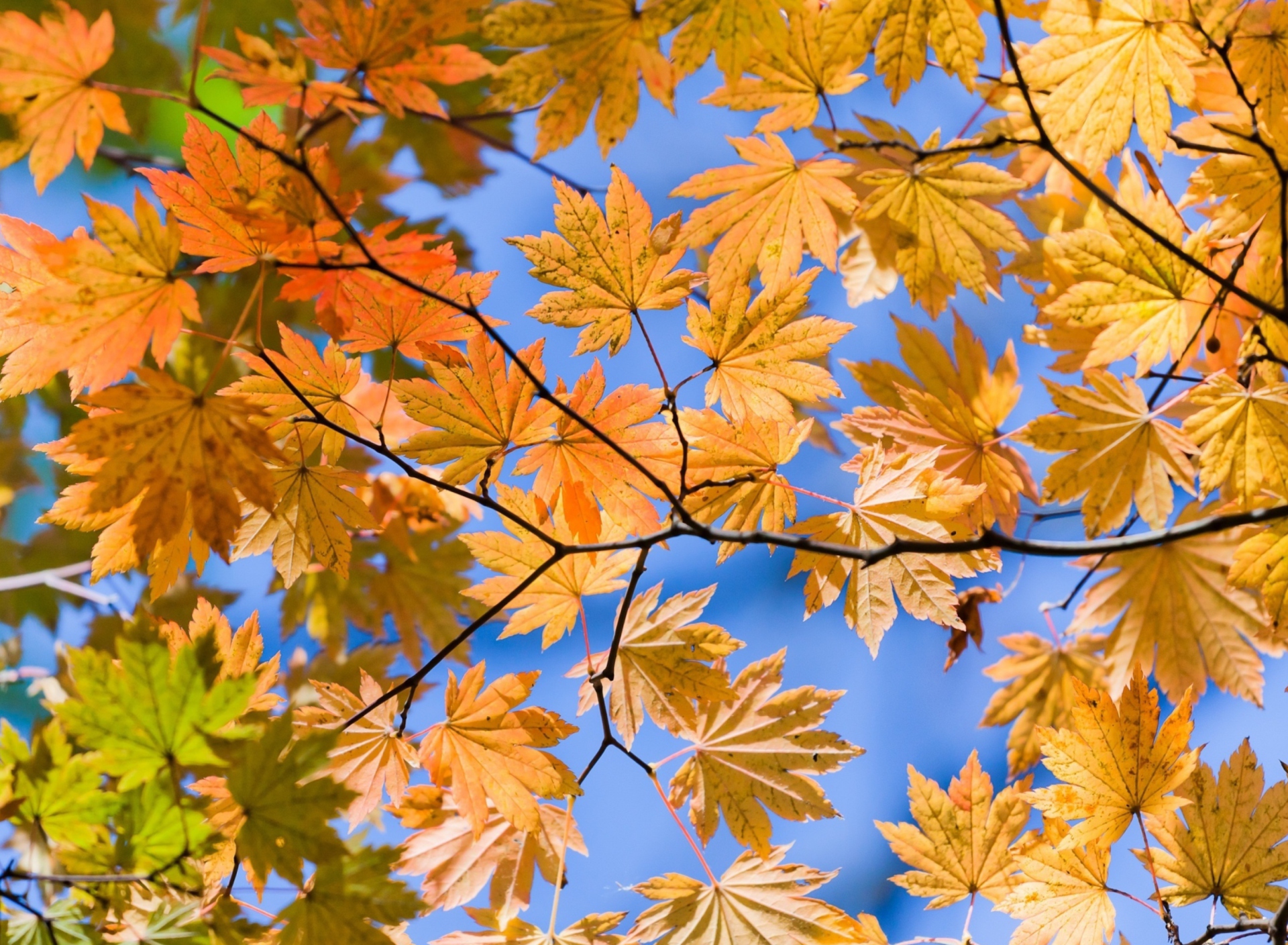 Screenshot №1 pro téma Autumn Leaves And Blue Sky 1920x1408