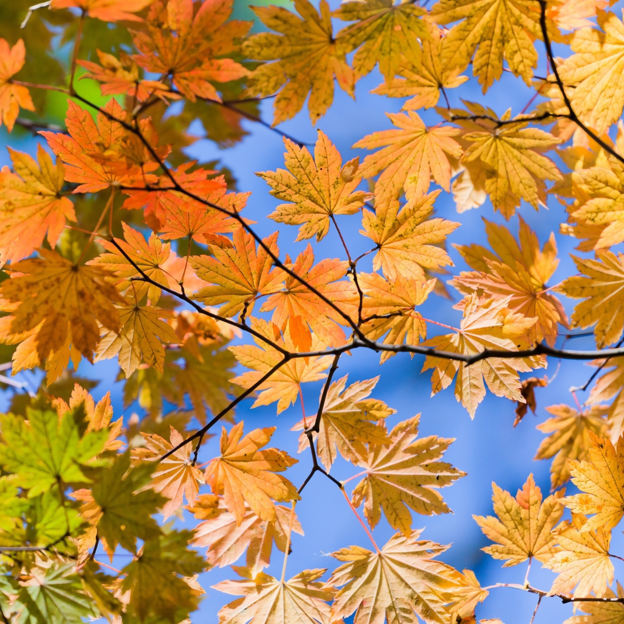 Обои Autumn Leaves And Blue Sky 2048x2048