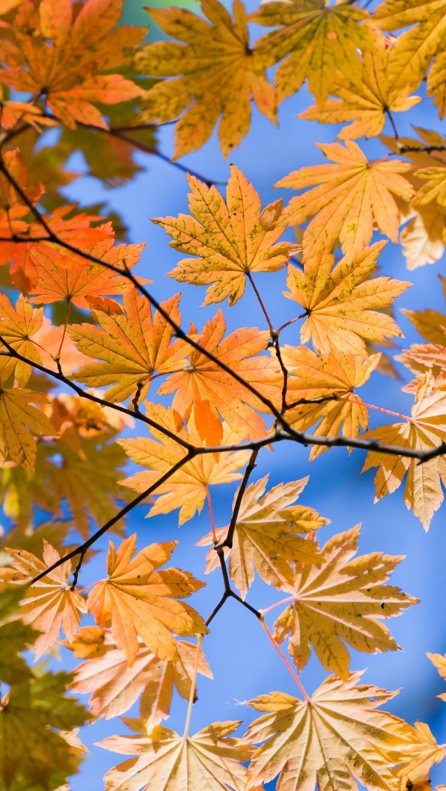 Fondo de pantalla Autumn Leaves And Blue Sky 640x1136