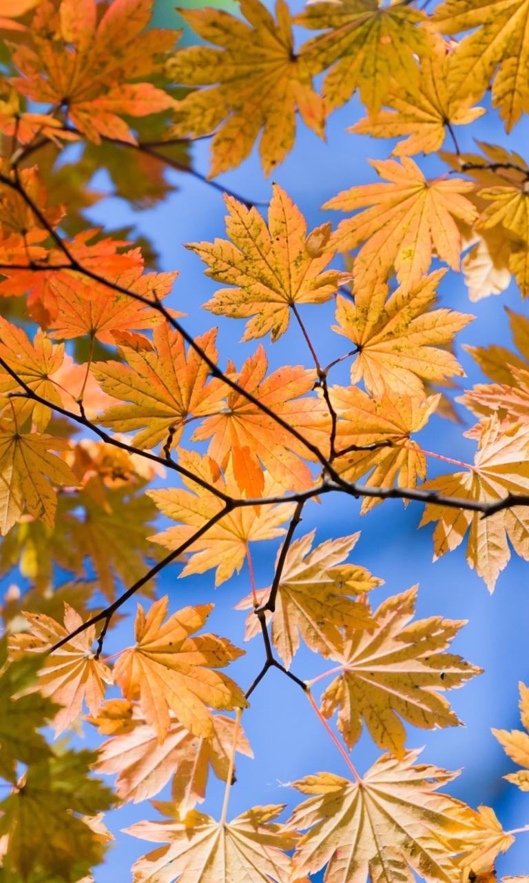 Autumn Leaves And Blue Sky screenshot #1 768x1280