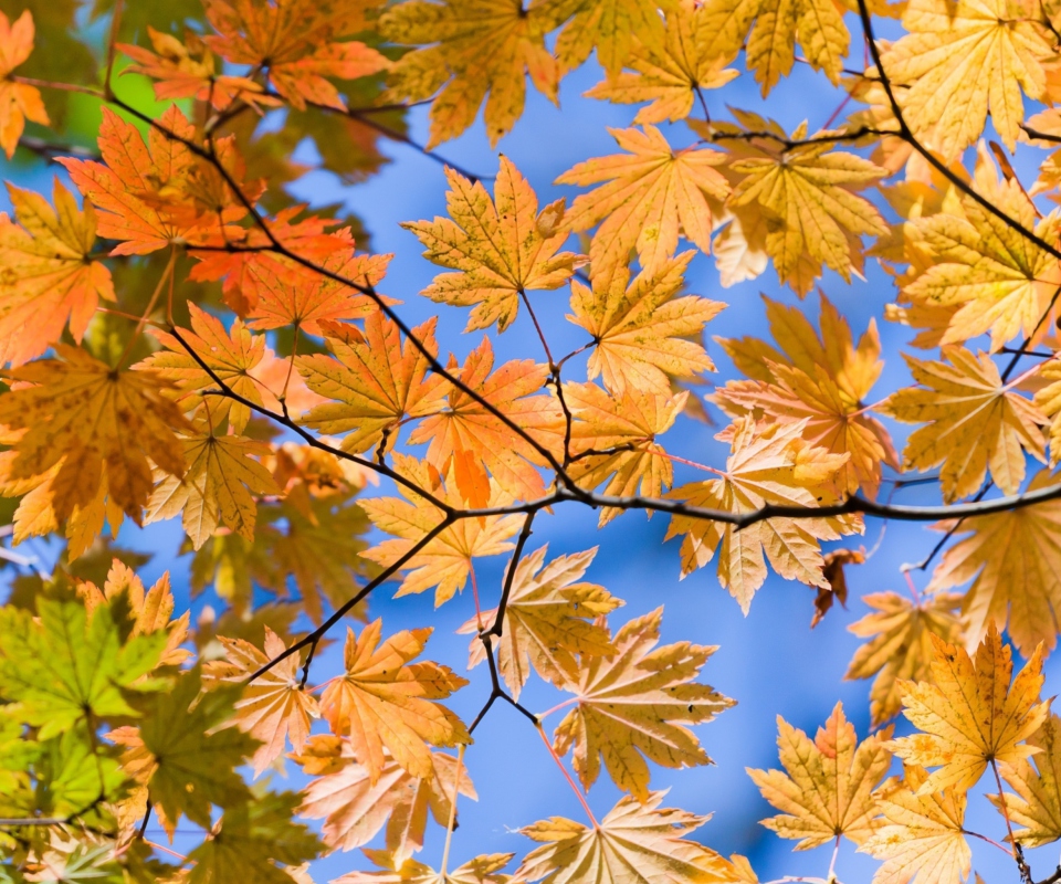 Sfondi Autumn Leaves And Blue Sky 960x800