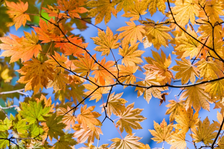 Das Autumn Leaves And Blue Sky Wallpaper
