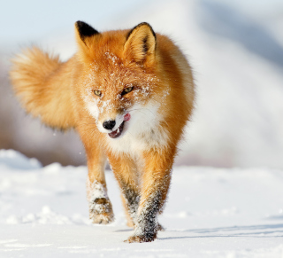 Hungry Fox - Obrázkek zdarma pro 208x208