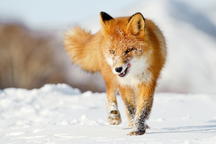 Sfondi Hungry Fox