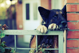 German Shepherd - Obrázkek zdarma pro 800x600