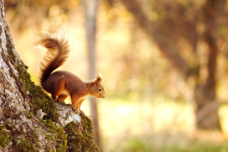 Little Squirrel Background for Android, iPhone and iPad