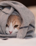 Cat Hiding In T-Shirt screenshot #1 128x160