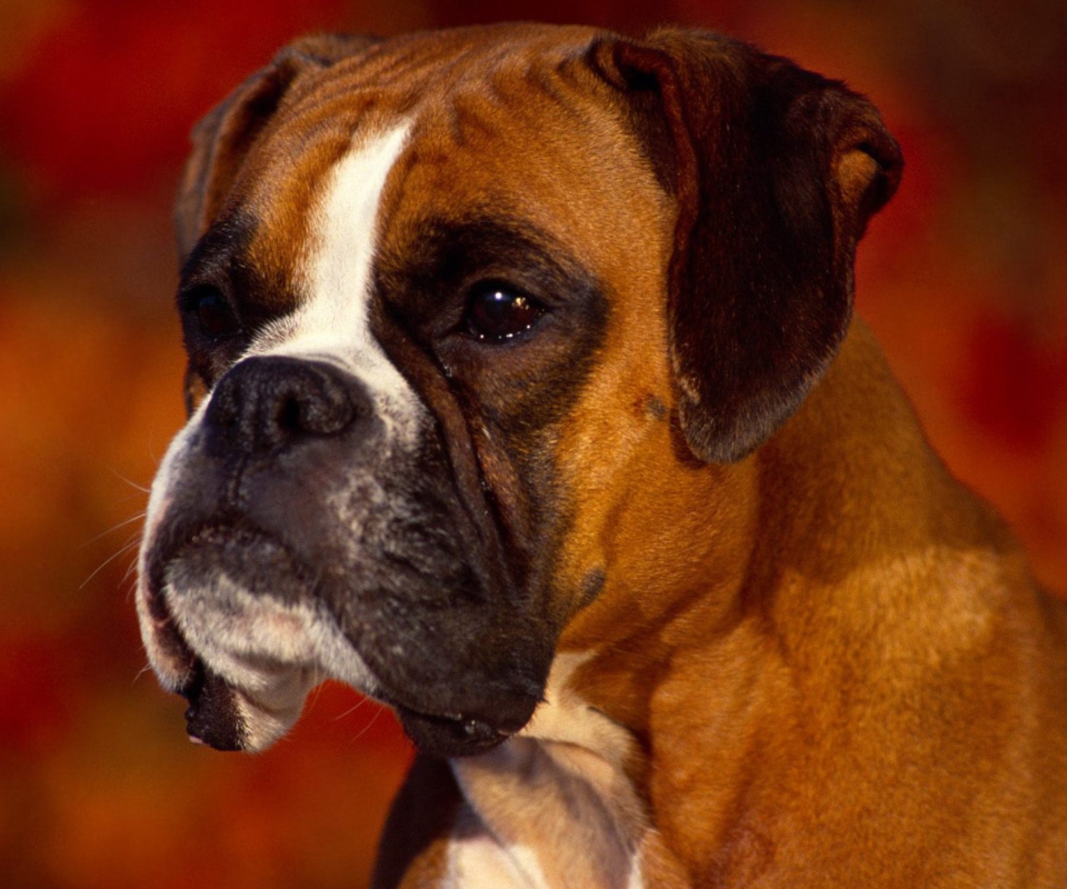 Das Boxer Dog Wallpaper 960x800
