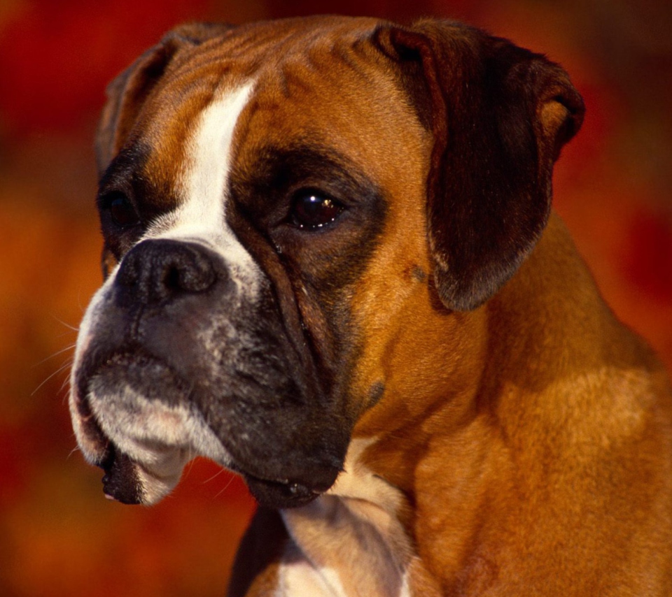 Fondo de pantalla Boxer Dog 960x854