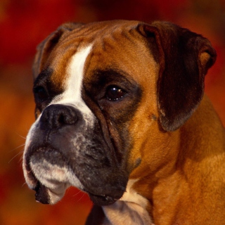 Boxer Dog sfondi gratuiti per iPad 3