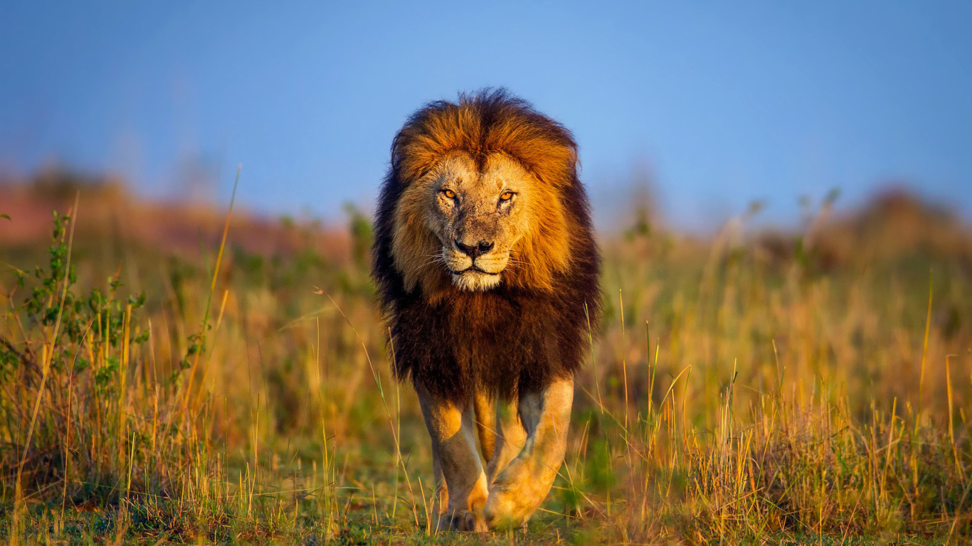 Обои Kenya Animals, Lion 1366x768