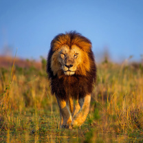 Kenya Animals, Lion wallpaper 208x208