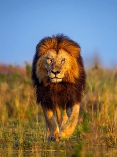 Обои Kenya Animals, Lion 240x320