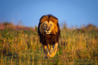 Kenya Animals, Lion - Obrázkek zdarma pro LG P970 Optimus
