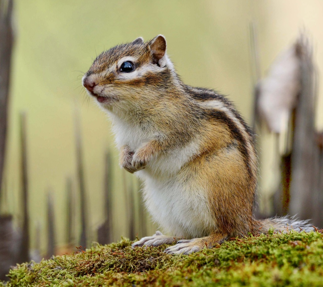 Обои Rodent chipmunk 1080x960