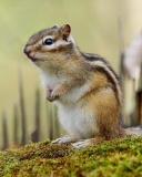 Fondo de pantalla Rodent chipmunk 128x160