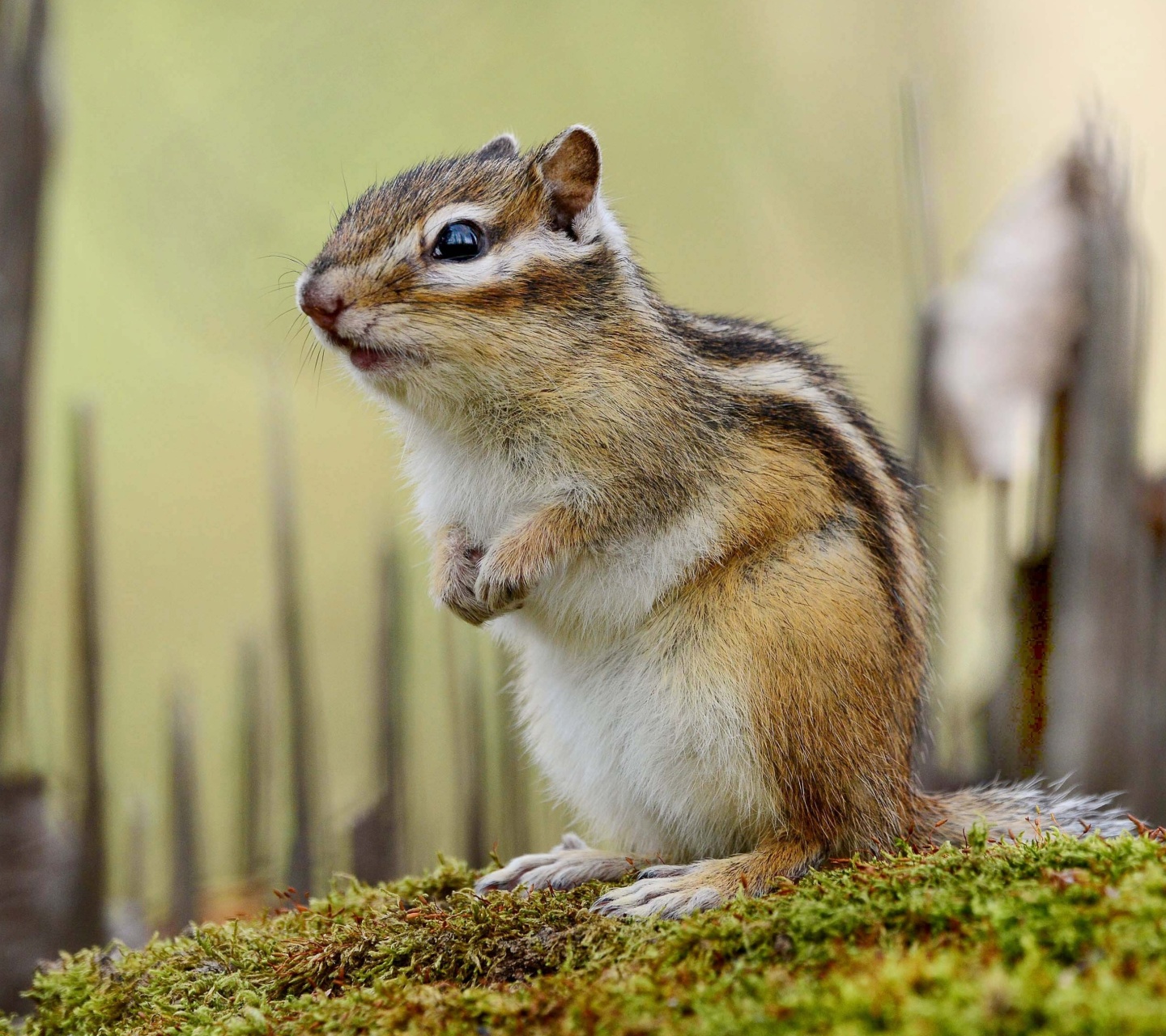 Обои Rodent chipmunk 1440x1280