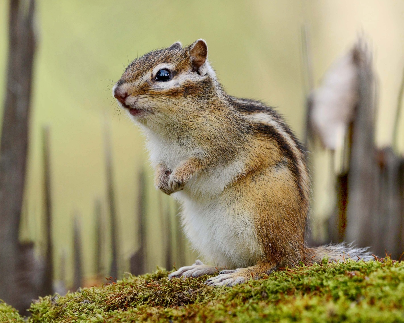 Обои Rodent chipmunk 1600x1280