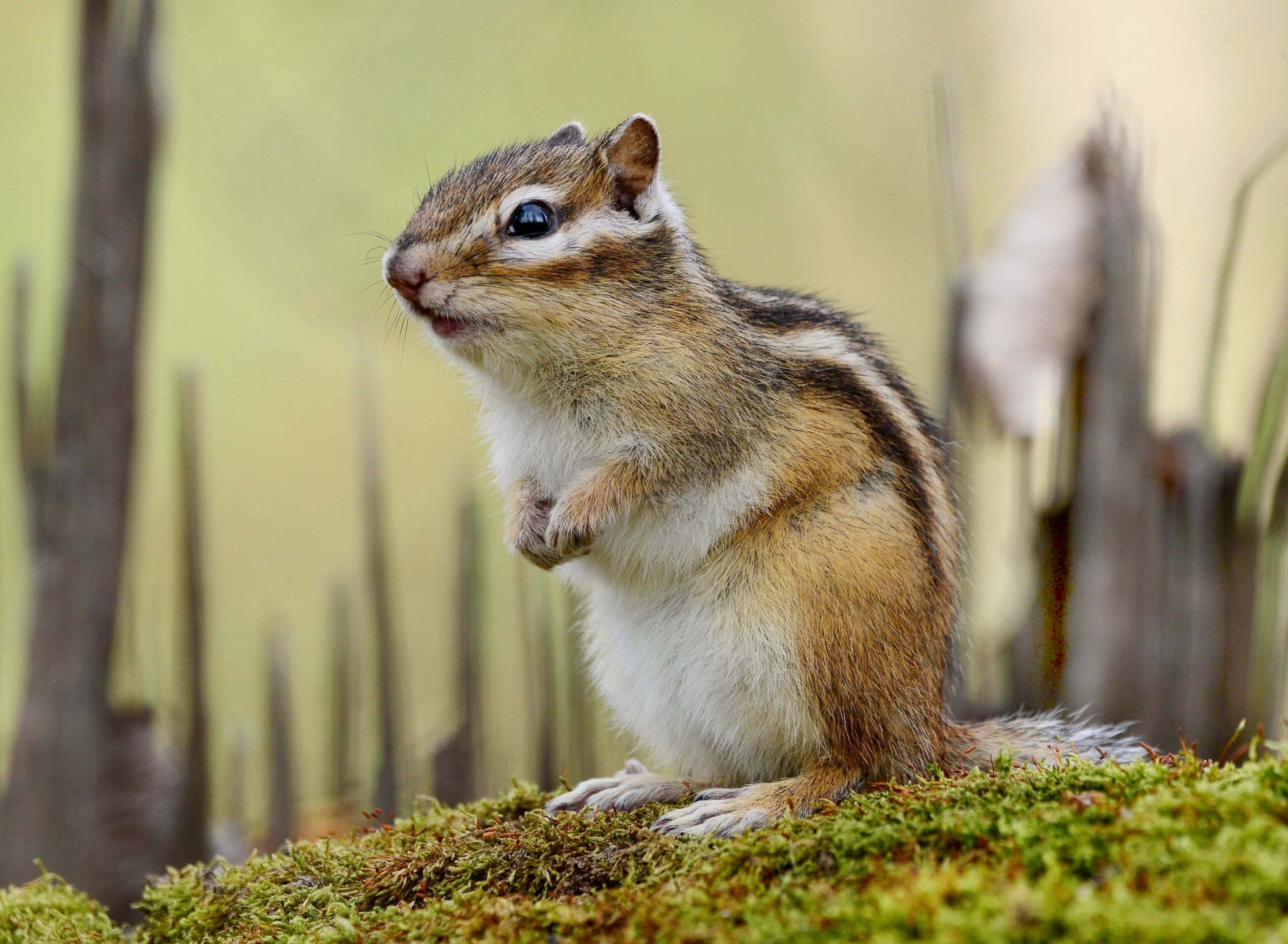 Обои Rodent chipmunk 1920x1408