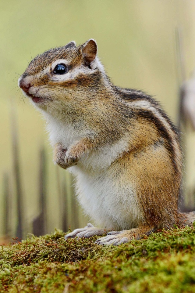 Das Rodent chipmunk Wallpaper 640x960