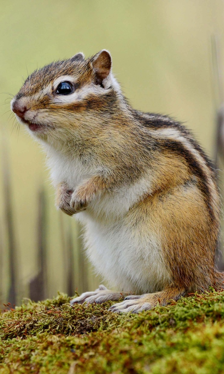 Обои Rodent chipmunk 768x1280