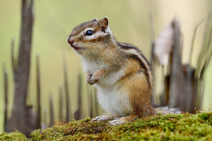 Rodent chipmunk wallpaper