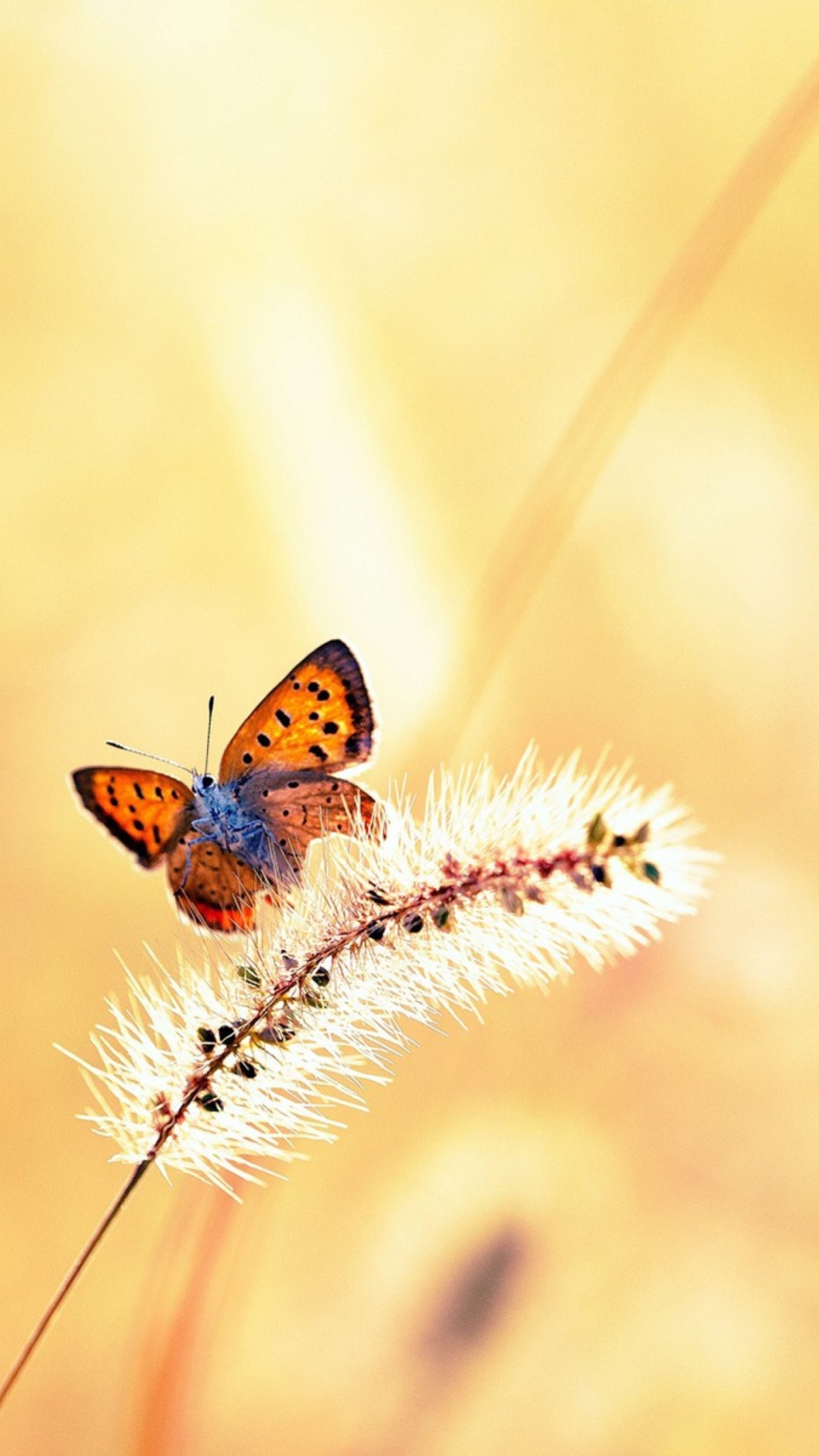 Sfondi Butterfly And Dry Grass 1080x1920