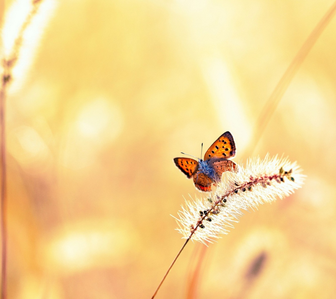 Screenshot №1 pro téma Butterfly And Dry Grass 1080x960