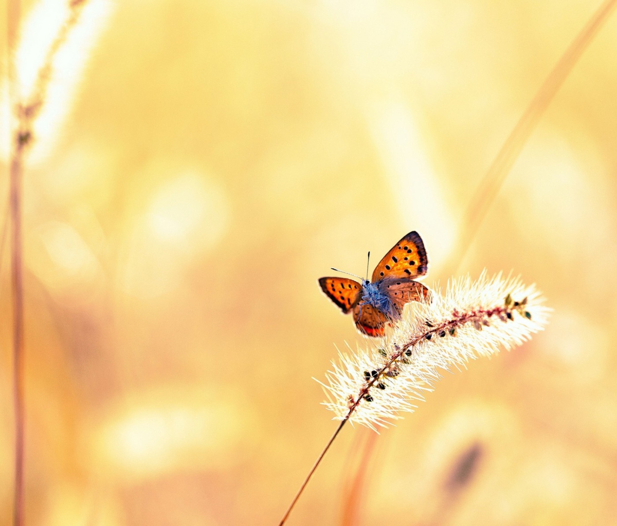 Обои Butterfly And Dry Grass 1200x1024