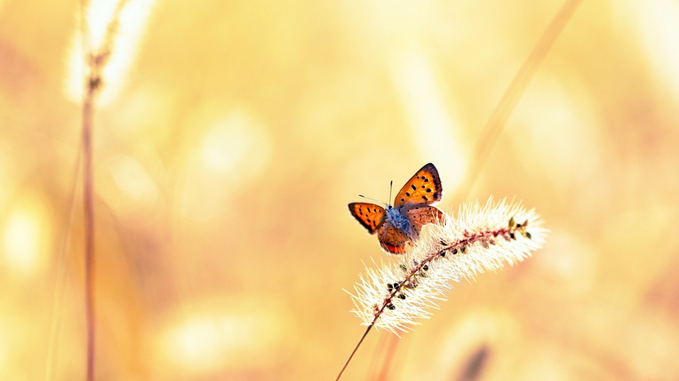 Обои Butterfly And Dry Grass 1366x768