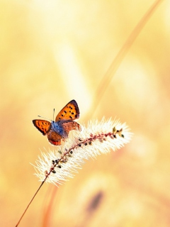 Screenshot №1 pro téma Butterfly And Dry Grass 240x320