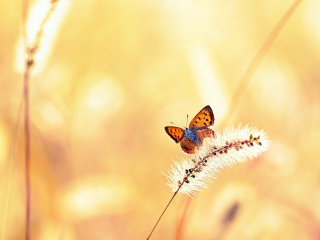 Обои Butterfly And Dry Grass 320x240