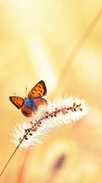 Screenshot №1 pro téma Butterfly And Dry Grass 360x640