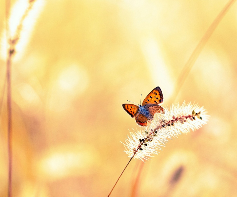 Sfondi Butterfly And Dry Grass 960x800