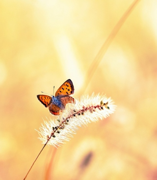 Butterfly And Dry Grass - Obrázkek zdarma pro 128x160