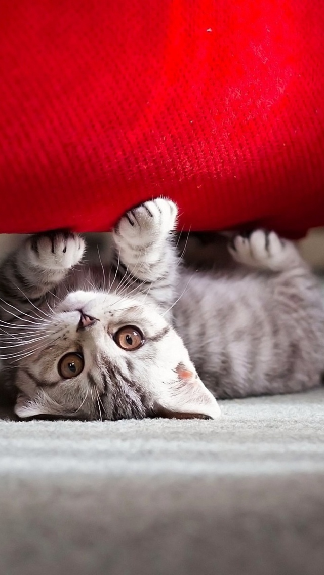 Cute Little Kitten wallpaper 640x1136