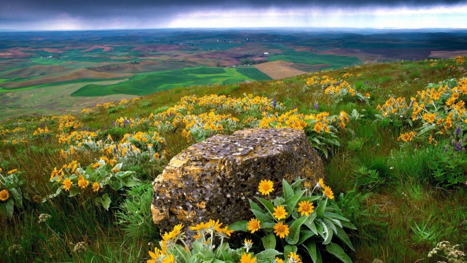 Das Wild Flowers And Rock Wallpaper 1600x900