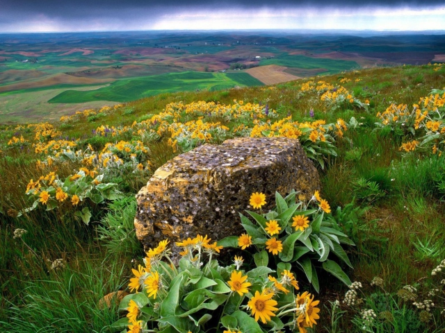 Das Wild Flowers And Rock Wallpaper 640x480