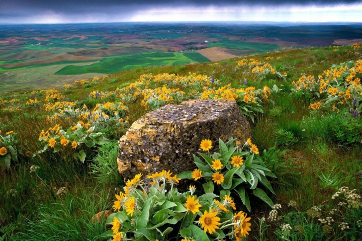 Wild Flowers And Rock wallpaper