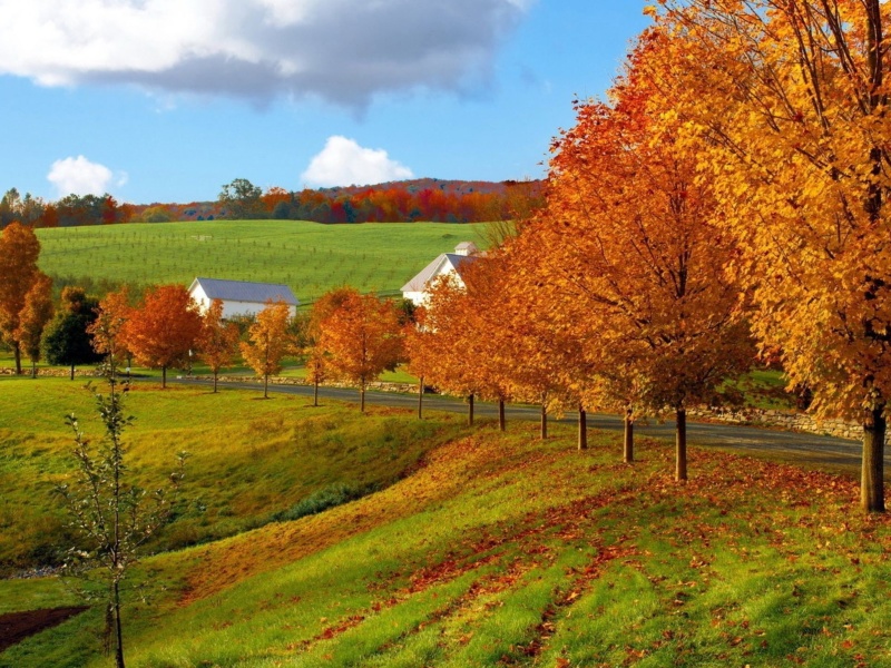 Screenshot №1 pro téma Autumn in Slovakia 800x600