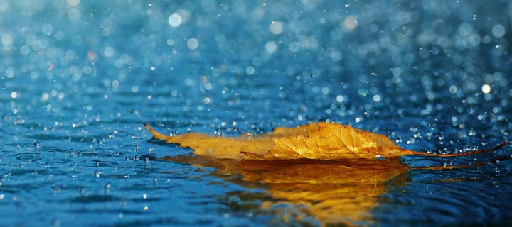 Screenshot №1 pro téma Yellow Leaf In The Rain 720x320