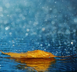 Yellow Leaf In The Rain - Obrázkek zdarma pro 208x208