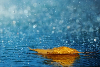 Yellow Leaf In The Rain - Obrázkek zdarma 