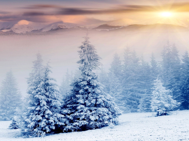 Обои Winter Nature in Prisma Editor 800x600