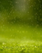 Screenshot №1 pro téma Water Drops And Green Grass 176x220