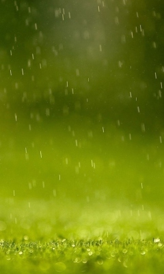 Sfondi Water Drops And Green Grass 240x400